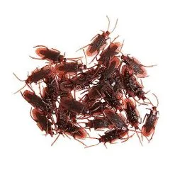 Spirit Halloween Cockroach Set