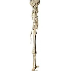 Spirit Halloween 20 Inch Two-Headed Skeleton -Costume Decor Hub 01344241 c