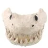 Spirit Halloween Shark Skull - Decorations