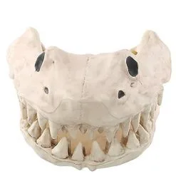 Spirit Halloween Shark Skull - Decorations