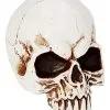 Spirit Halloween Jawless Skull