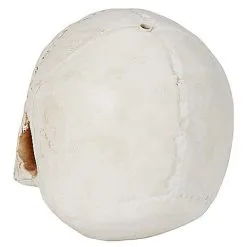 Spirit Halloween Jawless Skull -Costume Decor Hub 01475961 c