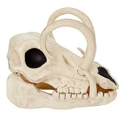 Spirit Halloween Boar Skull -Costume Decor Hub 01528785 b