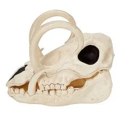 Spirit Halloween Boar Skull -Costume Decor Hub 01528785 d