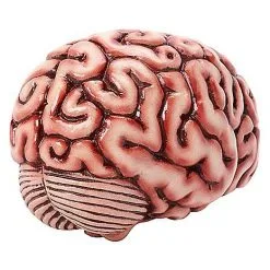 Spirit Halloween Brain Prop -Costume Decor Hub 01588334 d