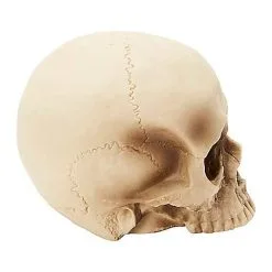 Spirit Halloween Jawless Skull Set - 3 Pack -Costume Decor Hub 07641780 c