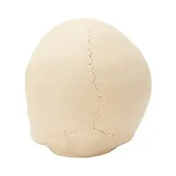 Spirit Halloween Jawless Skull Set - 3 Pack -Costume Decor Hub 07641780 d